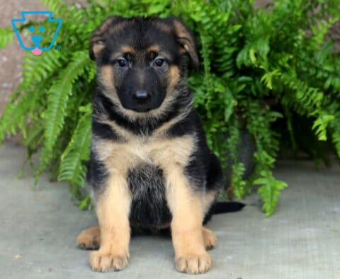 Black and tan German Shepherd puppy sitting attentively on a concrete surface with lush green ferns in the background, showing a sweet expression and classic shepherd markings.