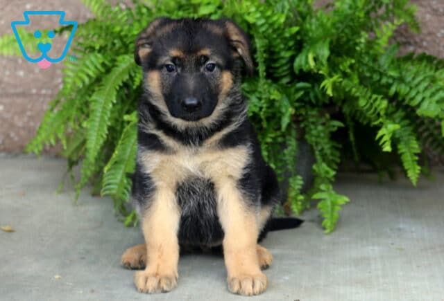 Black and tan German Shepherd puppy sitting attentively on a concrete surface with lush green ferns in the background, showing a sweet expression and classic shepherd markings. image