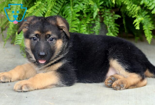Playful German Shepherd puppy lying on a concrete patio with its tongue peeking out, framed by vibrant green ferns and showing off its classic black-and-tan coat. image