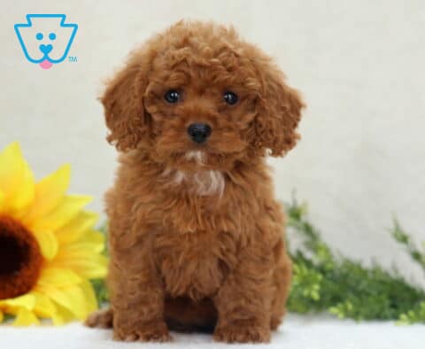 Cookie Mini Poodle