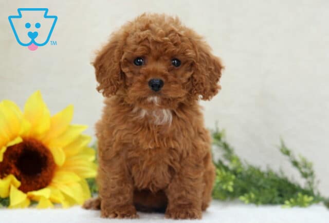 Cookie Mini Poodle image