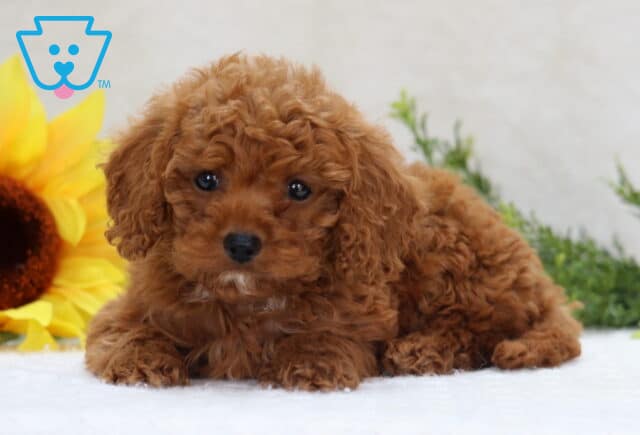 Cookie Mini Poodle2 image