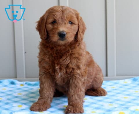 Cricket Mini Goldendoodle