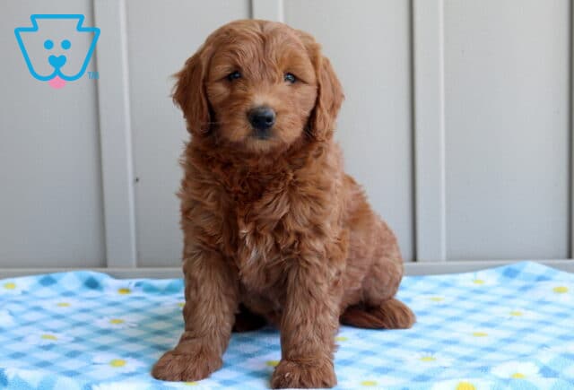 Cricket Mini Goldendoodle image