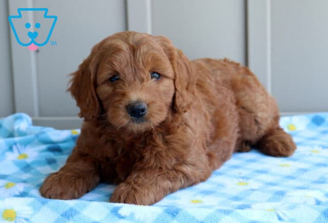 Cricket Mini Goldendoodle2 image