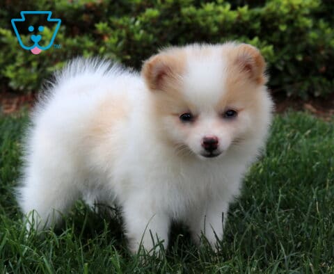 Cricket Pom2