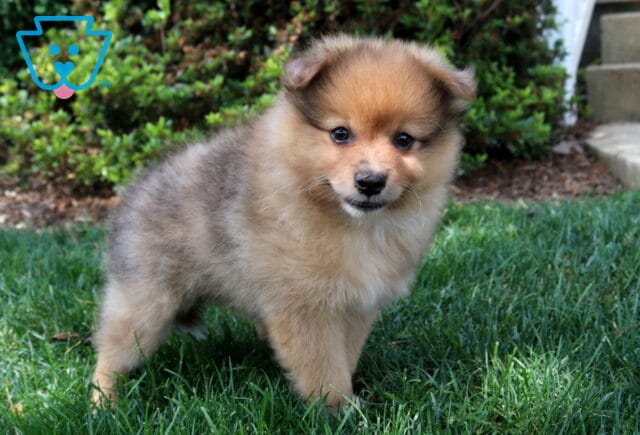 Cubby Pom image