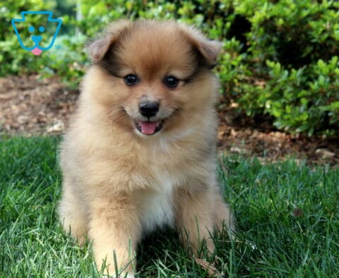Cubby Pom2