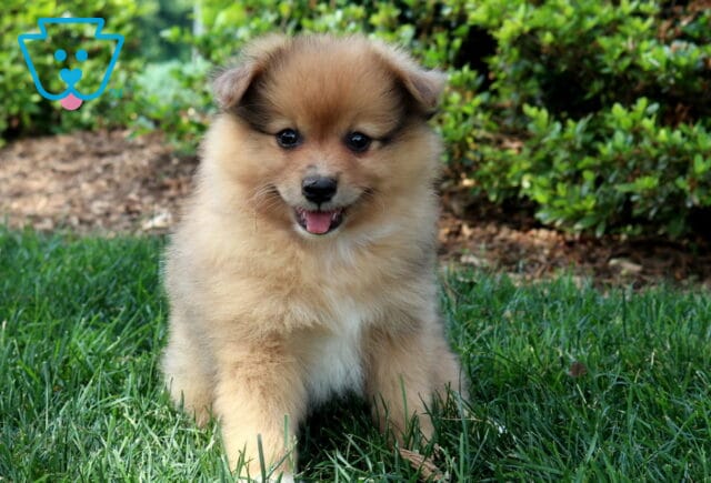 Cubby Pom2 image