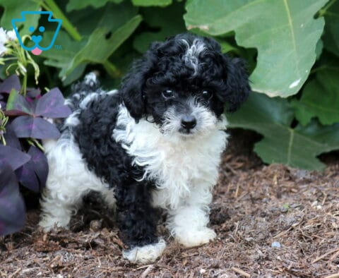 Cubby Toy Poodle