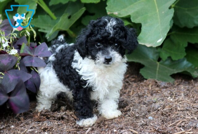 Cubby Toy Poodle image