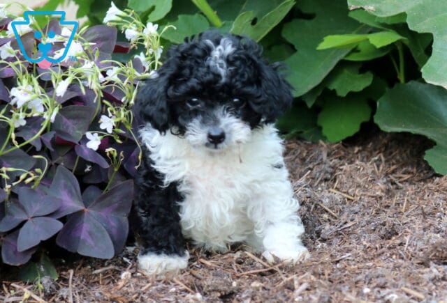 Cubby Toy Poodle2 image