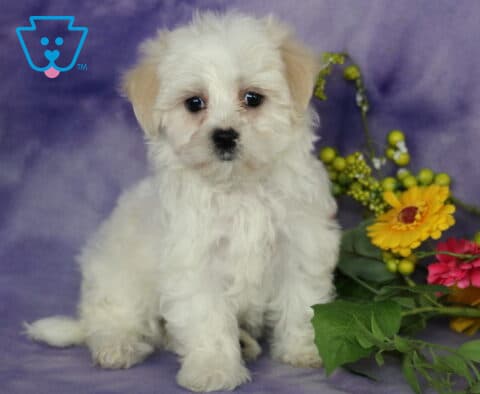 Cuddles Maltese