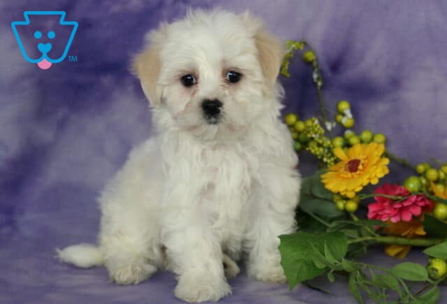 Fluffy Maltese puppy with a soft white coat sitting on a purple backdrop beside a colorful arrangement of yellow and pink flowers, looking curiously toward the camera with bright, expressive eyes. image