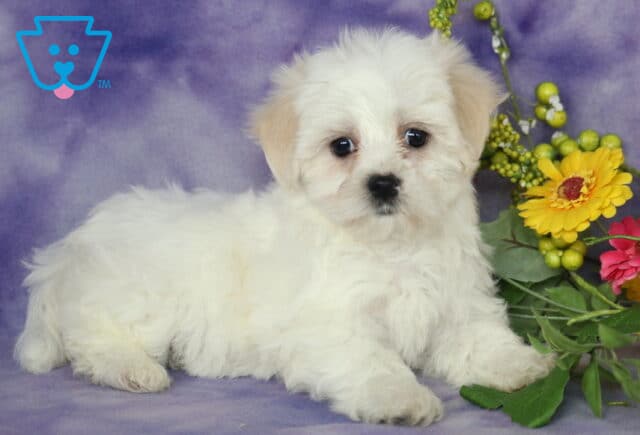 Adorable Maltese puppy with a fluffy white coat lounging on a soft purple backdrop beside bright yellow and pink flowers, gazing sweetly toward the camera with round dark eyes. image