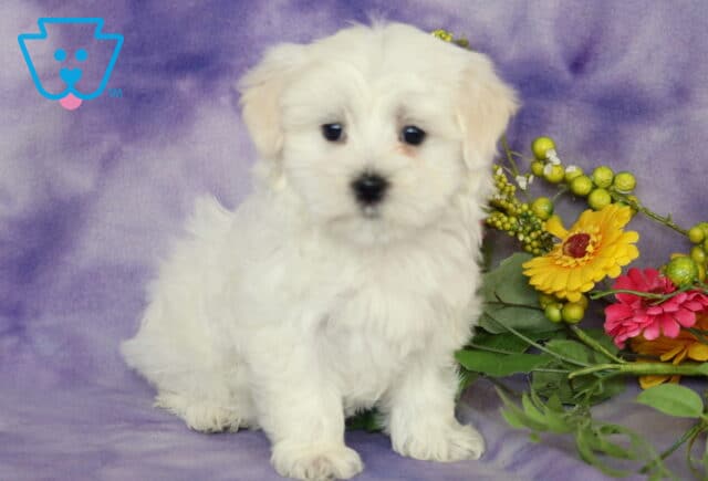 Fluffy white Maltese puppy sitting against a soft purple backdrop beside colorful flowers and greenery, looking sweetly toward the camera with bright dark eyes and a silky coat. image
