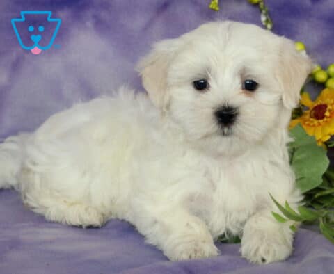 Cupcake Maltese2