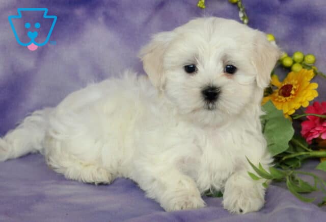 Adorable Maltese puppy with a fluffy white coat lying on a soft purple blanket beside bright yellow and pink flowers, gazing calmly at the camera with sweet dark eyes and a button nose. image