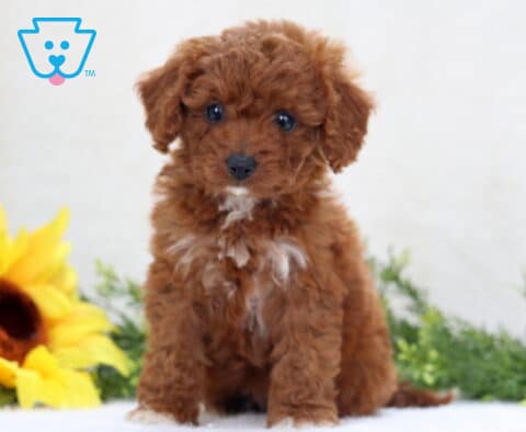 Cupcake Mini Poodle