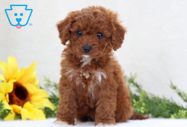 Cupcake Mini Poodle image