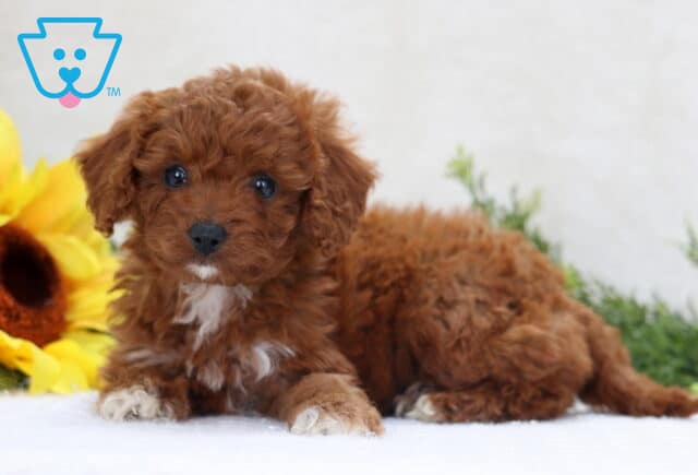 Cupcake Mini Poodle2 image