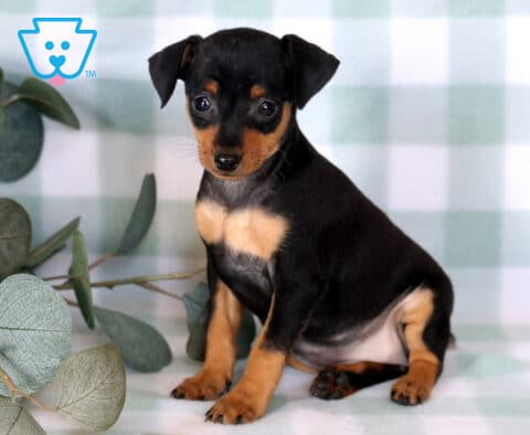 Tiny Miniature Pinscher puppy sitting beside eucalyptus leaves on a soft mint checkered blanket, featuring a sleek black-and-tan coat, bright inquisitive eyes, and a sweet, attentive expression.