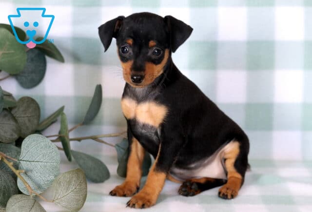 Tiny Miniature Pinscher puppy sitting beside eucalyptus leaves on a soft mint checkered blanket, featuring a sleek black-and-tan coat, bright inquisitive eyes, and a sweet, attentive expression. image