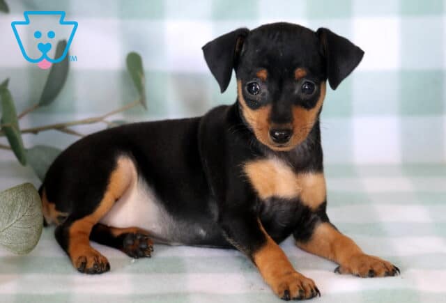 Adorable Miniature Pinscher puppy relaxing on a soft mint plaid blanket, displaying a shiny black-and-tan coat, bright round eyes, and a gentle expression with eucalyptus greenery in the background. image