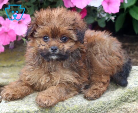 Cutie Pie Pom Mix