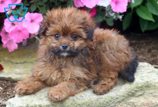 Cutie Pie Pom Mix image