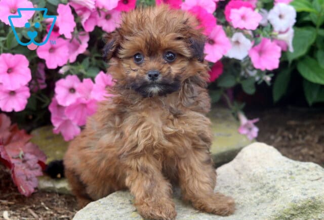 Cutie Pie Pom Mix2 image