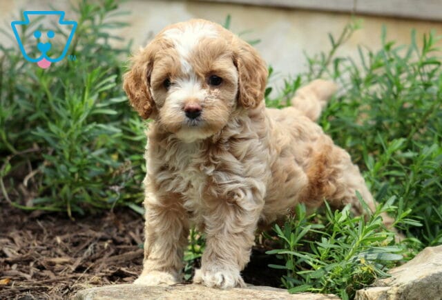 Cynthia Cockapoo image