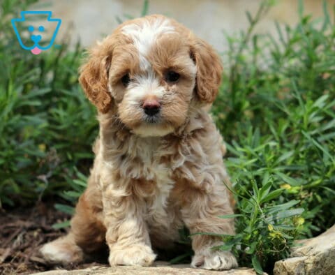 Cynthia Cockapoo2