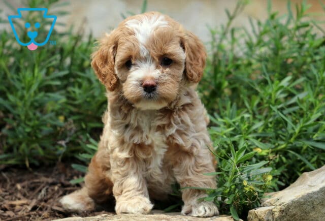Cynthia Cockapoo2 image