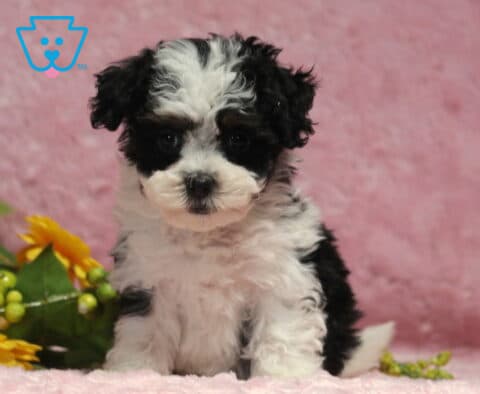 Adorable black and white Havapoo puppy with a soft curly coat sitting on a pink blanket beside bright flowers, looking sweetly toward the camera.