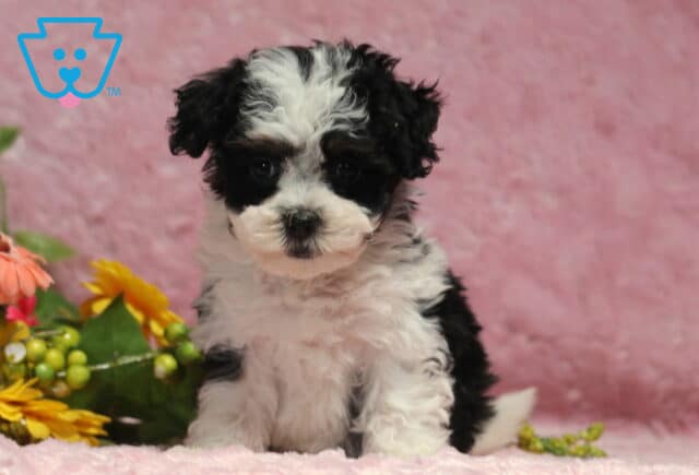 Adorable black and white Havapoo puppy with a soft curly coat sitting on a pink blanket beside bright flowers, looking sweetly toward the camera. image