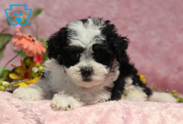 Playful black and white Havapoo puppy relaxing on a soft pink blanket with colorful flowers nearby, showing a fluffy coat and an irresistibly curious expression. image