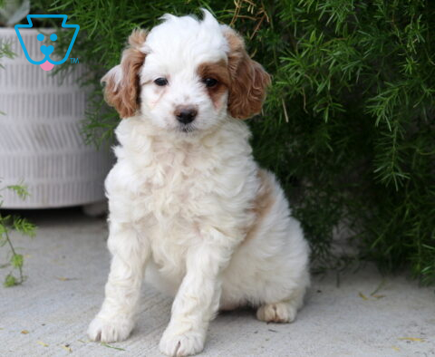 Daffy Toy Goldendoodle