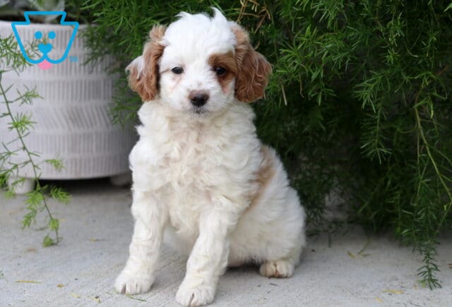 Daffy Toy Goldendoodle image