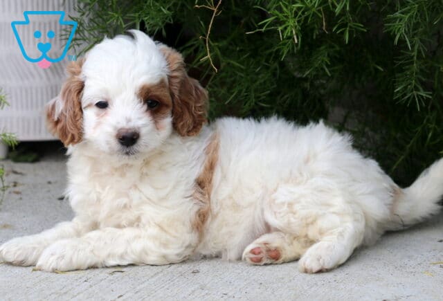 Daffy Toy Goldendoodle2 image