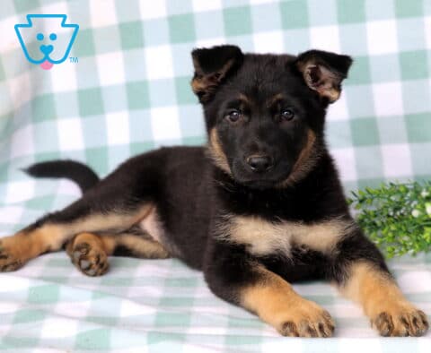 Daisy German Shepherd