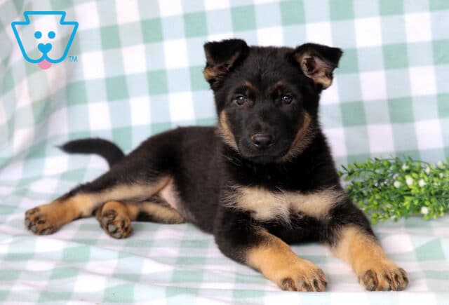 Daisy German Shepherd image