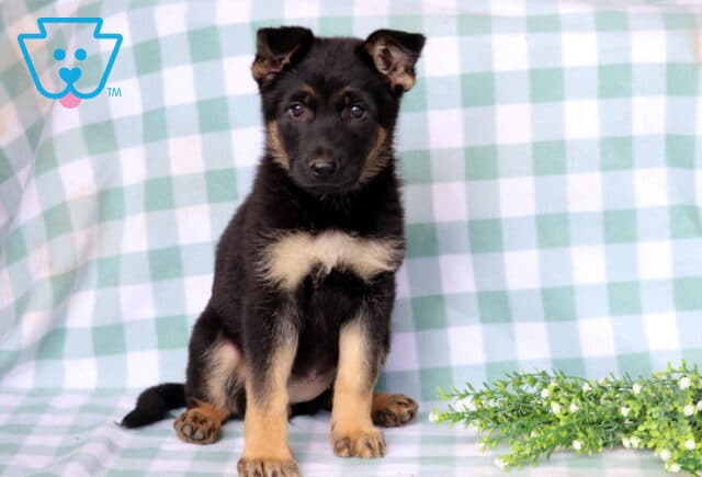 Daisy German Shepherd2 image
