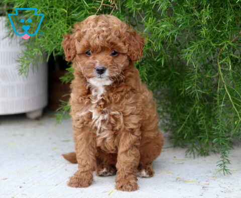 Daisy Toy Goldendoodle