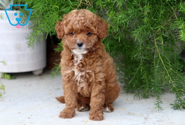 Daisy Toy Goldendoodle image