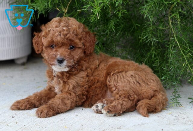 Daisy Toy Goldendoodle2 image