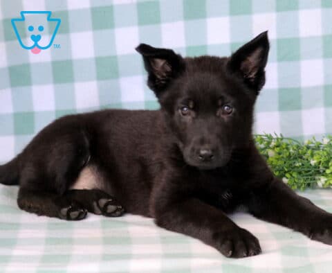 Dakota German Shepherd