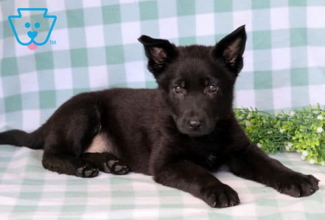 Dakota German Shepherd image