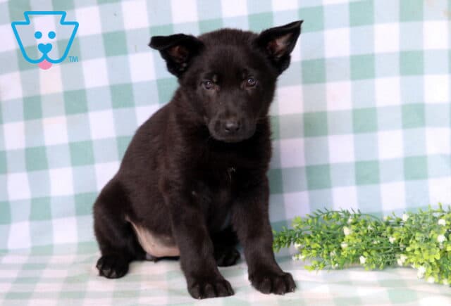 Dakota German Shepherd2 image