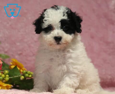 Curly-coated black and white Havapoo puppy sitting on a soft pink blanket beside bright flowers, showing off a fluffy coat and an alert, lovable expression.